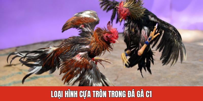 Loại hình cựa tròn trong đá gà C1