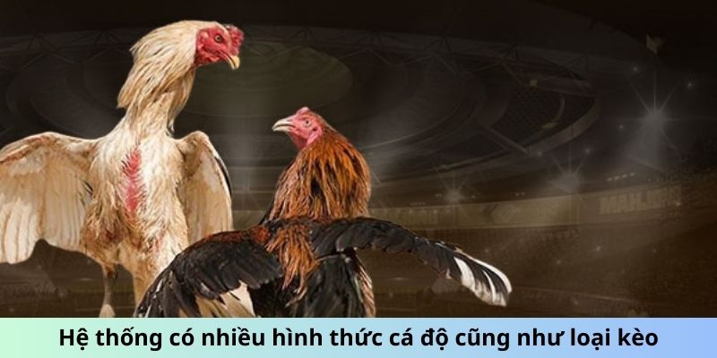 Hệ thống có nhiều hình thức cá độ cũng như loại kèo