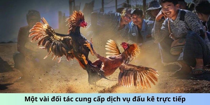 Một vài đối tác cung cấp dịch vụ đấu kê trực tiếp