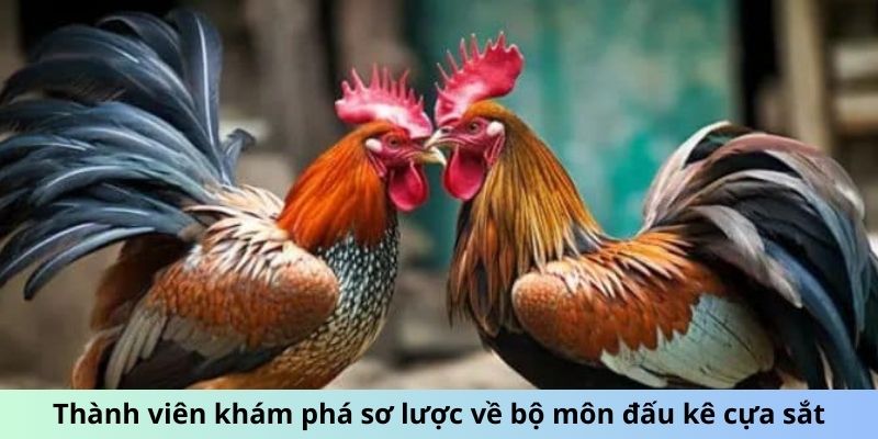 Thành viên khám phá sơ lược về bộ môn đấu kê cựa sắt