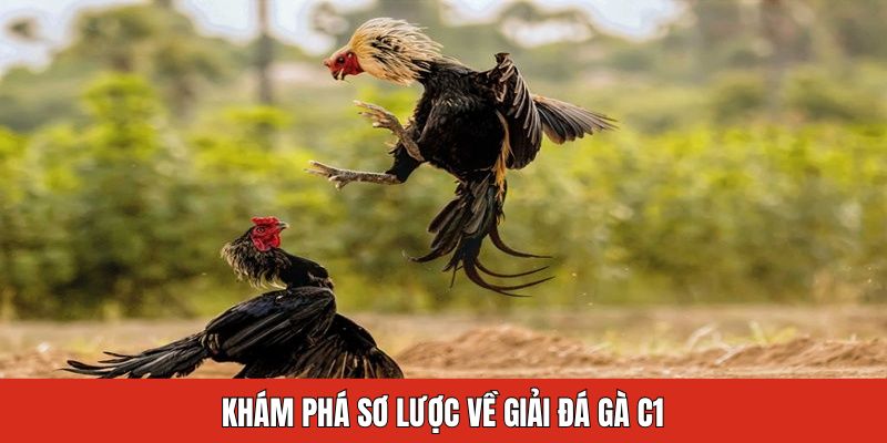 Khám phá sơ lược về giải đá gà C1