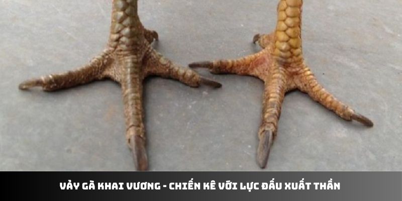 Vảy Gà Khai Vương - Chiến Kê Với Lực Đấu Xuất Thần ​