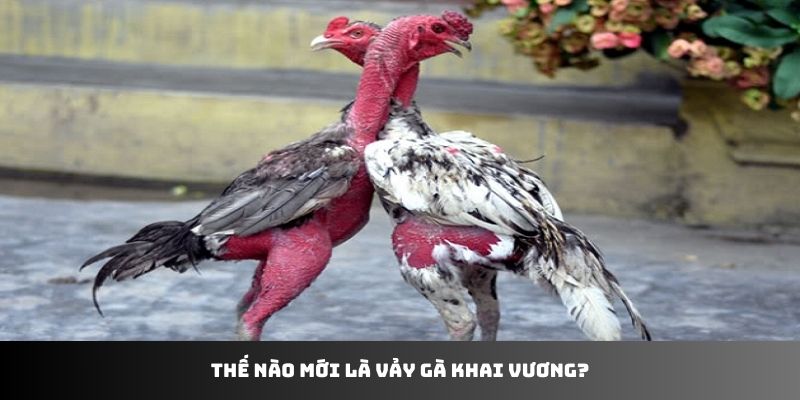 Thế nào mới là vảy gà khai vương?